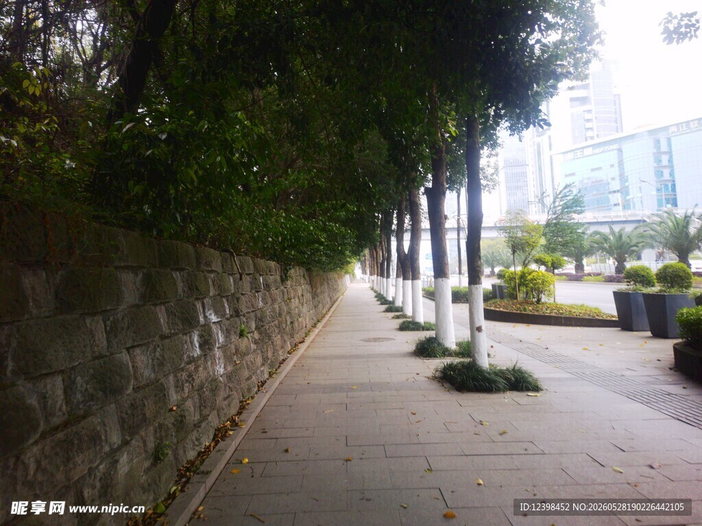 城市林荫小道景观