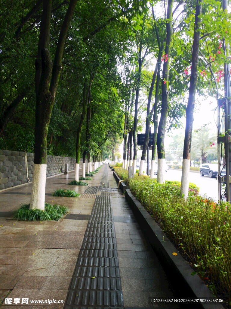 林荫步道城市静谧一隅