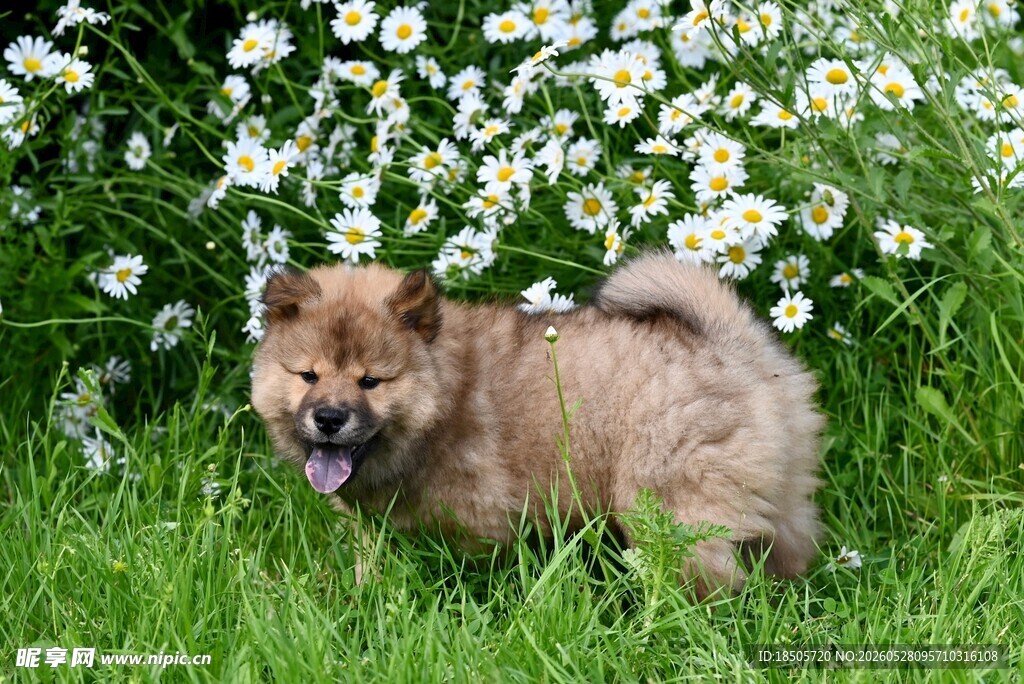 草地上的可爱小松狮犬