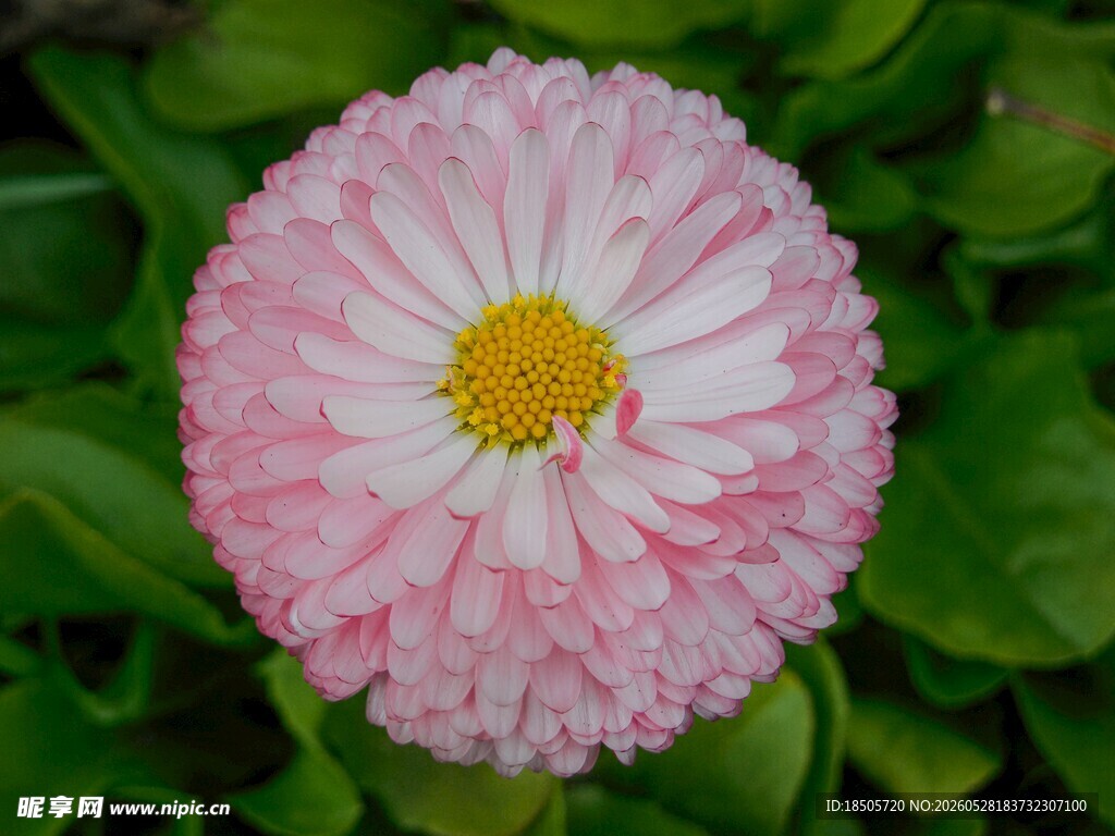 粉色雏菊特写