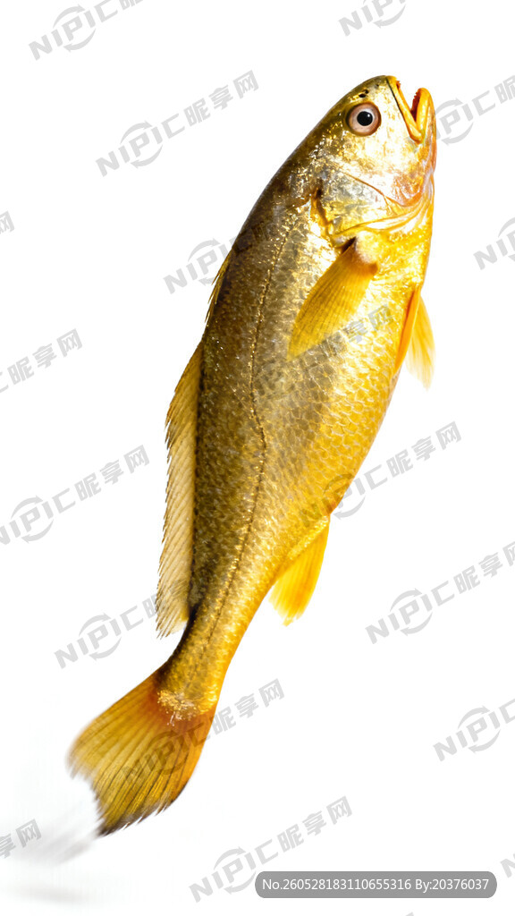 一条活跃的大黄鱼 白色透明底色