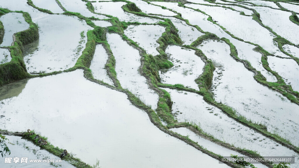 冬日梯田雪景