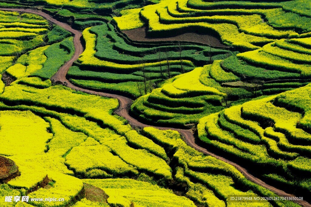 梯田油菜田的美丽景致