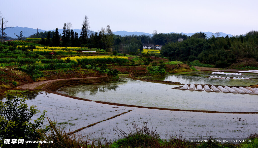 田园水田风光美景