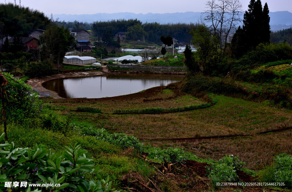 乡村田野间的水田风景