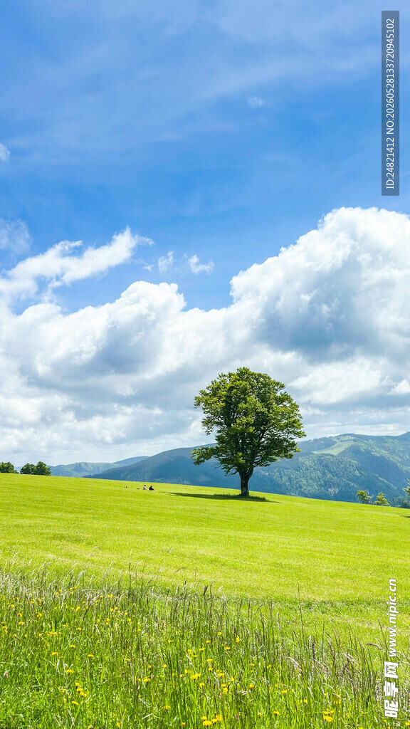 草原孤树