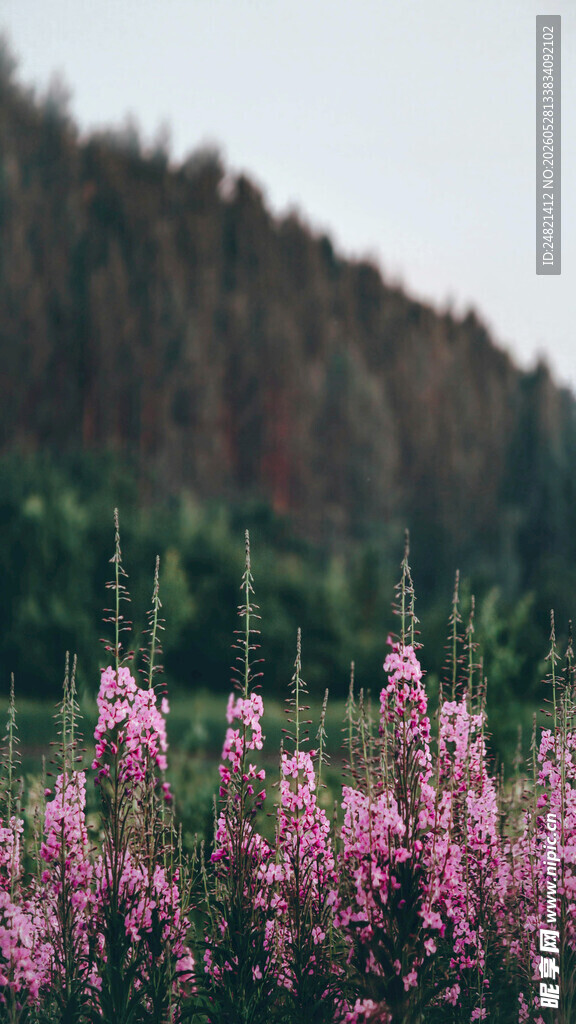 粉色花丛中的自然美景