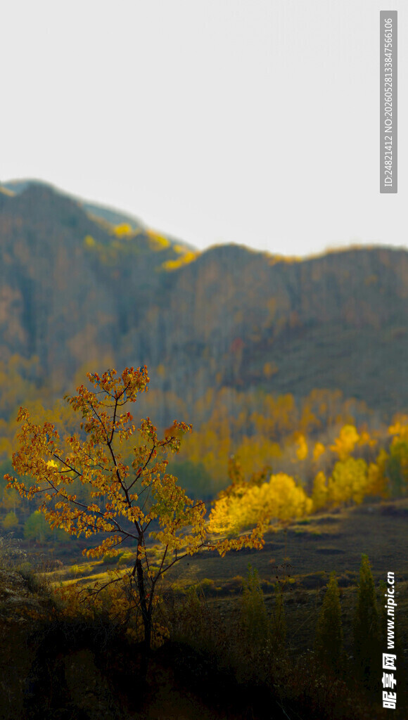 秋日山间金黄树木美景