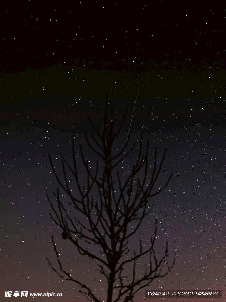 夜空下的枯树剪影