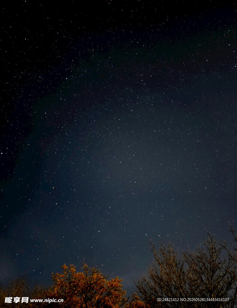 秋夜星空下的树木
