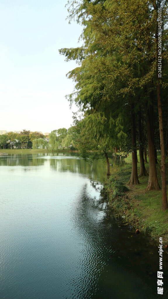 湖畔绿树成荫的静谧美景