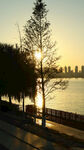 夕阳下湖畔树木与城市景观