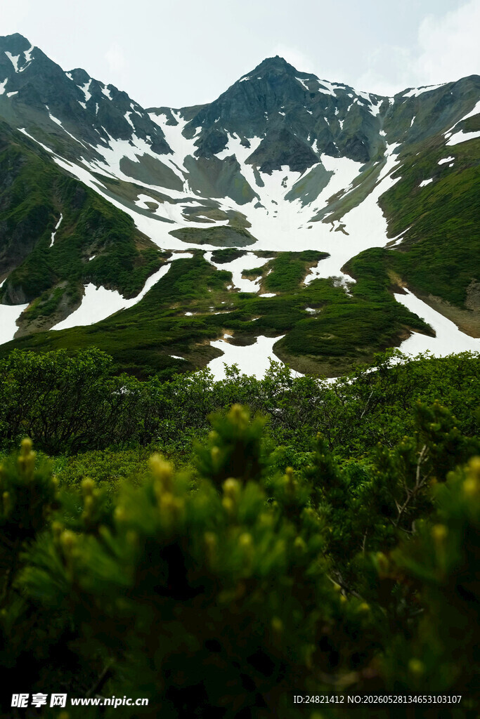雪山下的葱郁山林