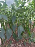 茂密辣椒植株生长景象