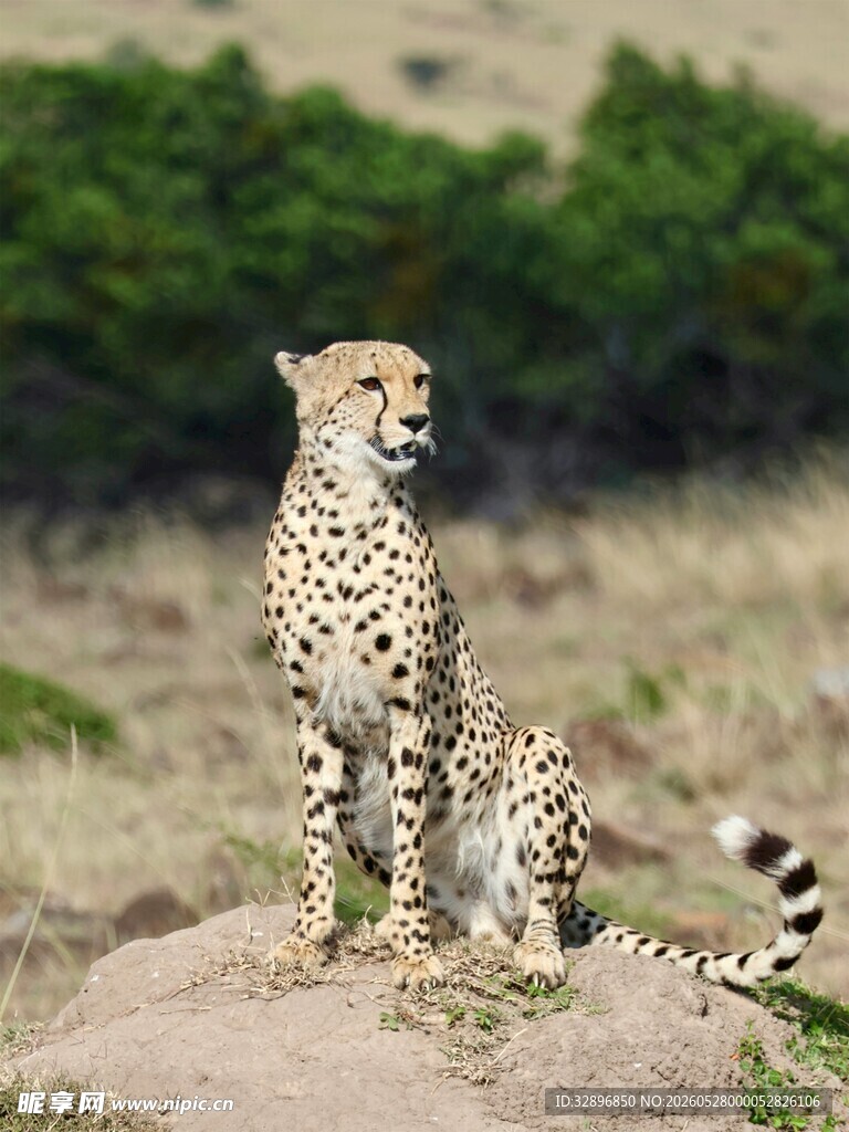 草原上的猎豹母子