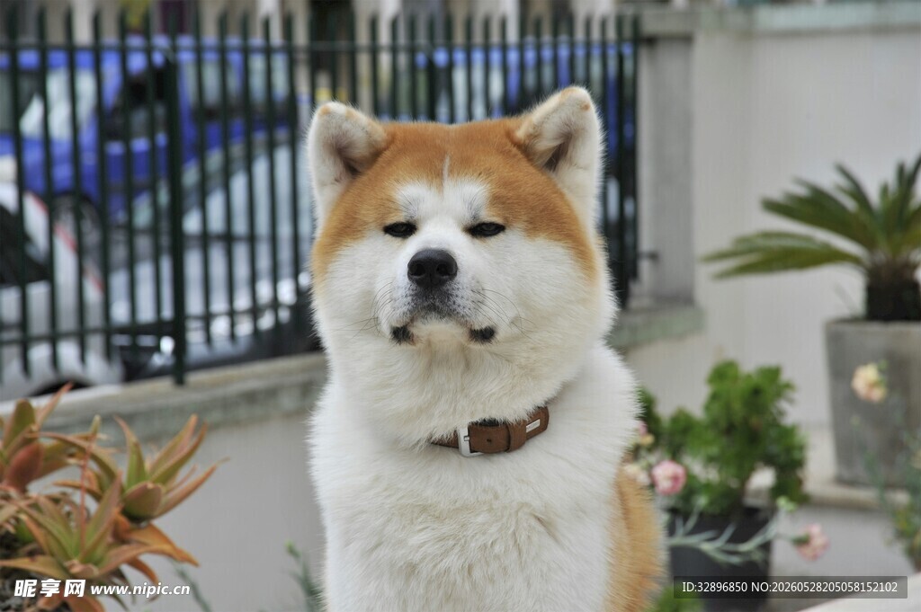 可爱秋田犬户外安静站立