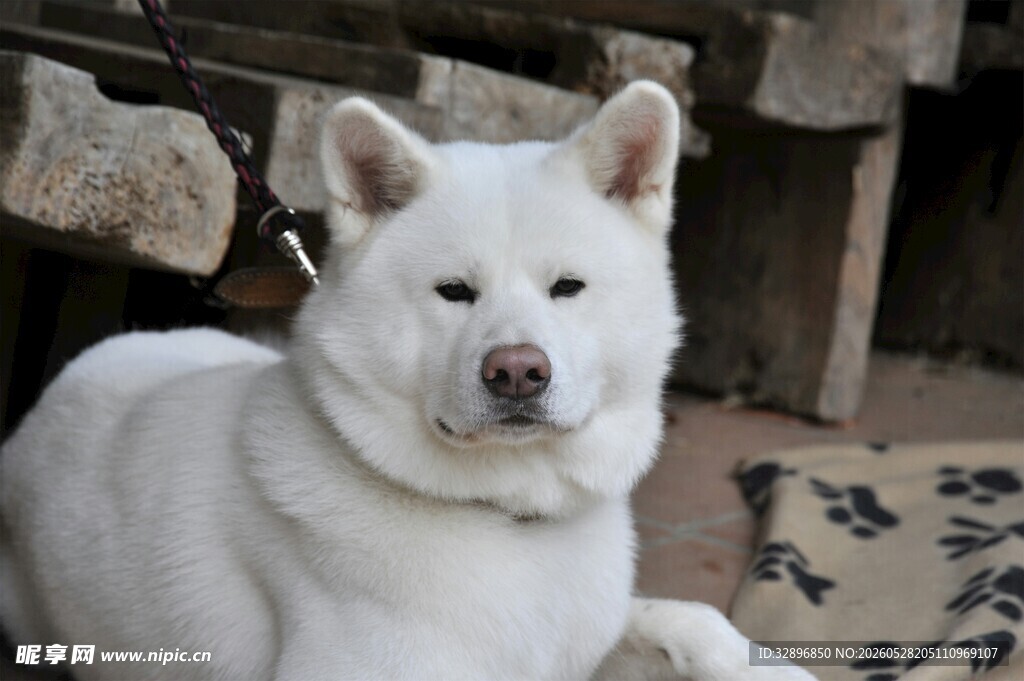 白色秋田犬安静趴坐
