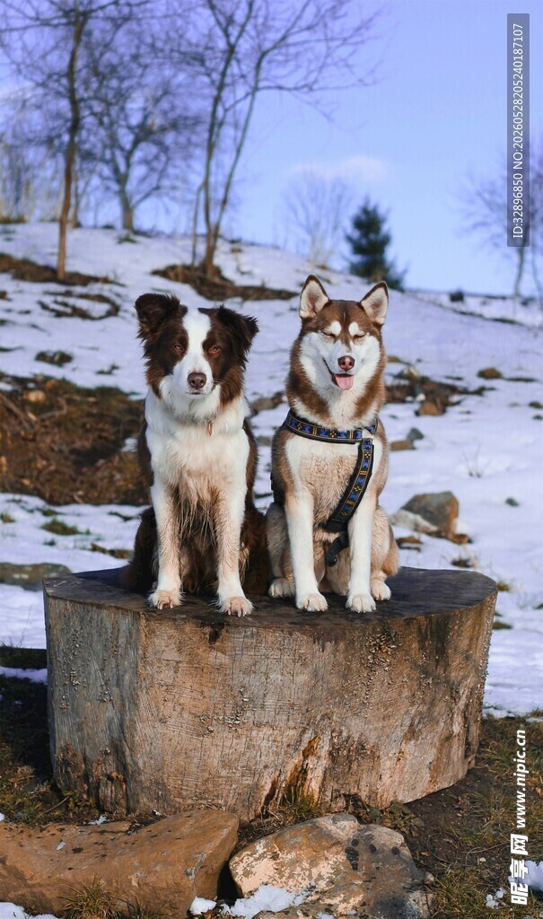 雪地木桩上的两只萌犬