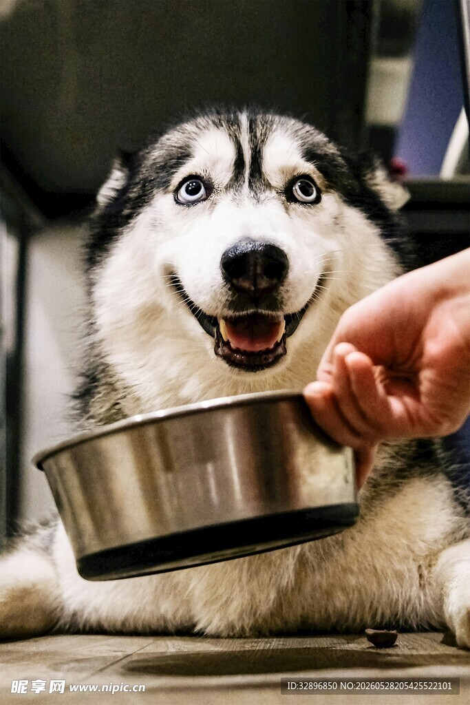 哈士奇盼食