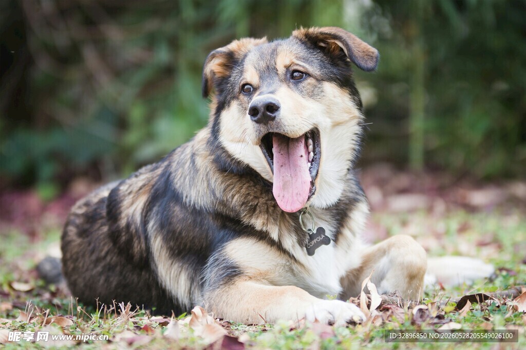 趴着的快乐混种犬