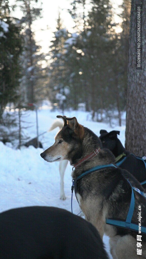 雪地中的拉雪橇犬群