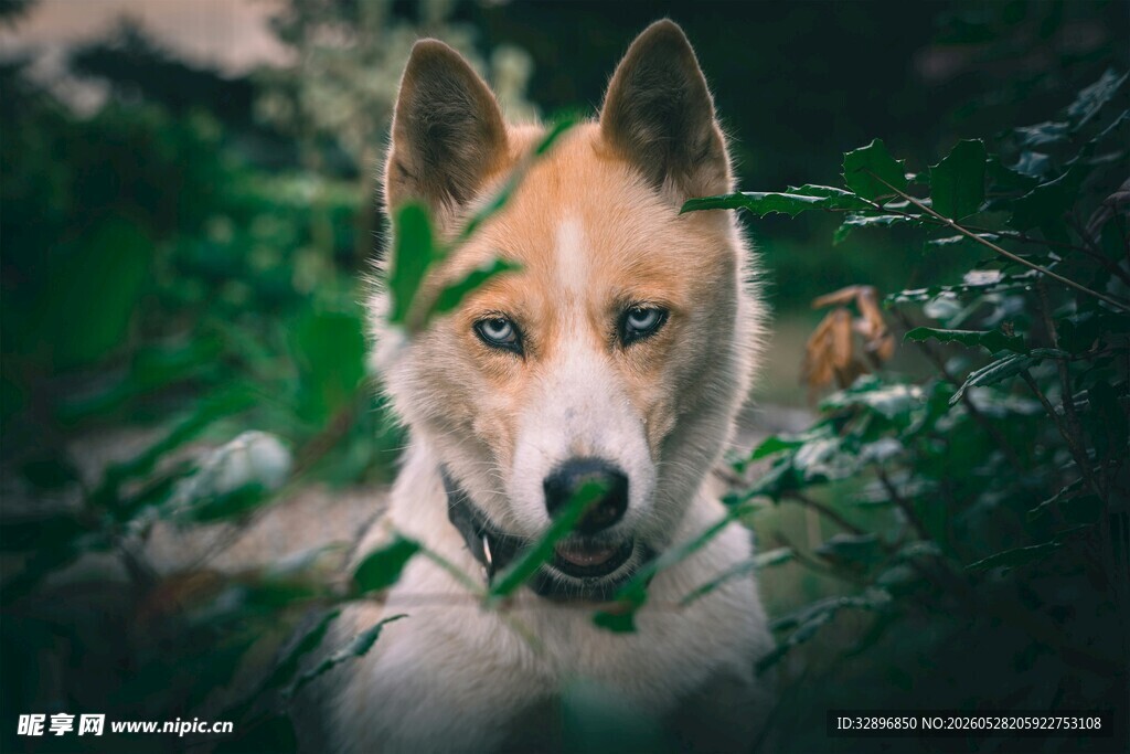 森林中的帅气犬只