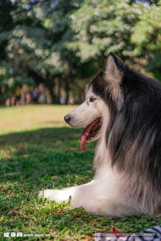 草地休憩的俊美阿拉斯加犬