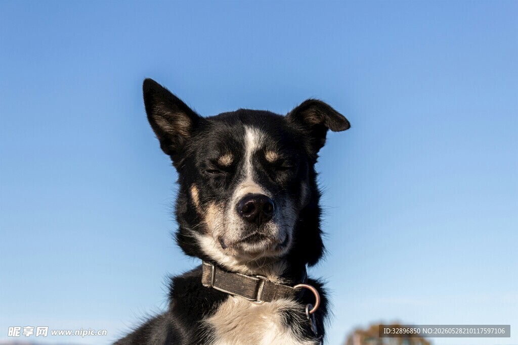黑白萌犬望向前方