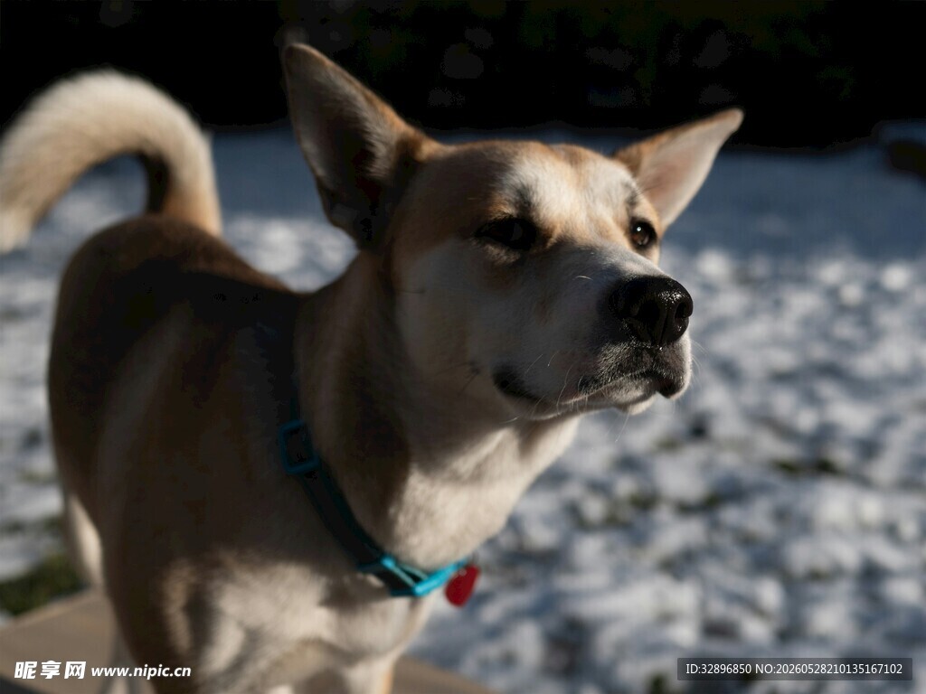 雪地中的可爱狗狗