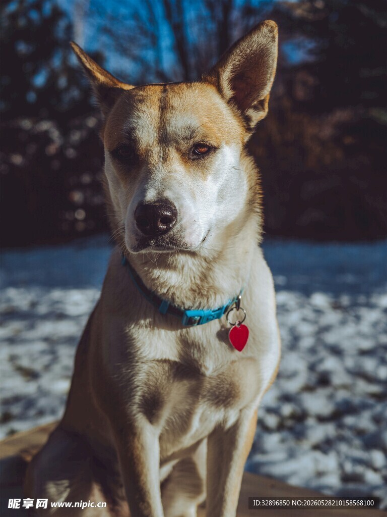 雪地中的可爱宠物犬