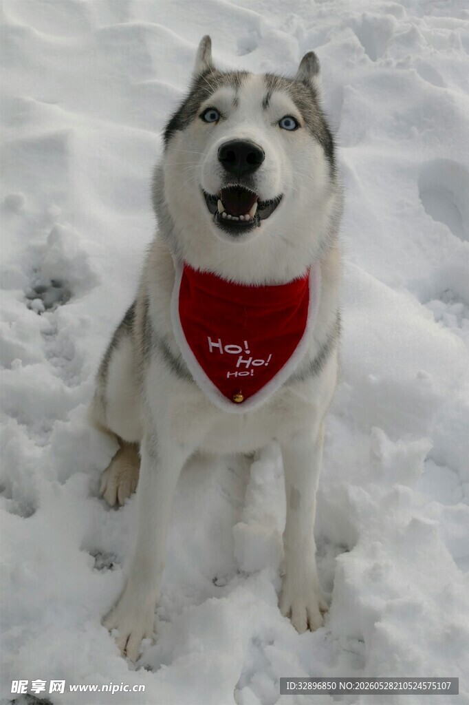 雪地中的可爱哈士奇