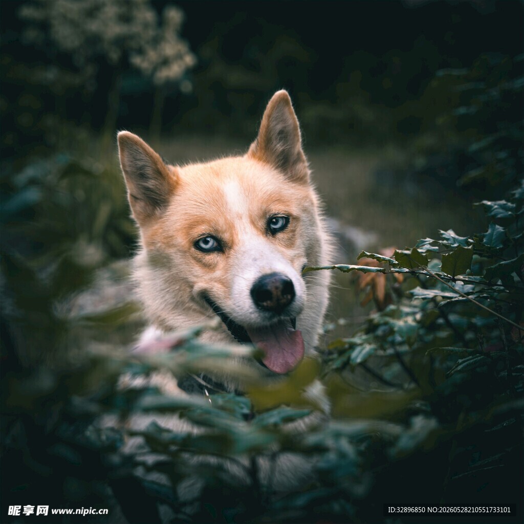 可爱柯基在绿植间露笑颜