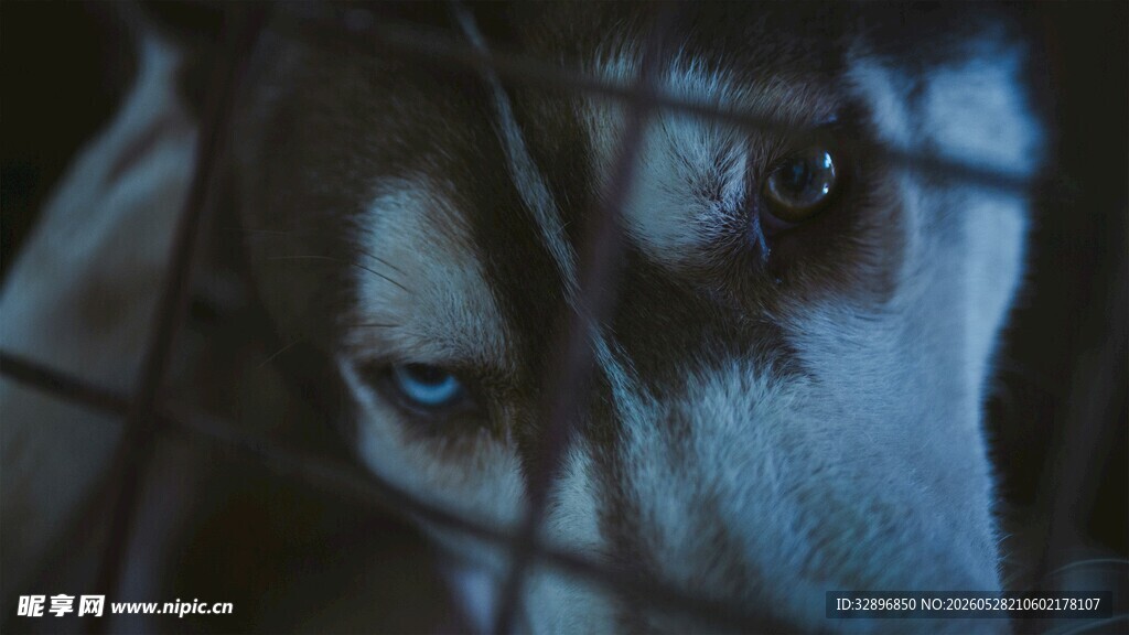 笼中犬