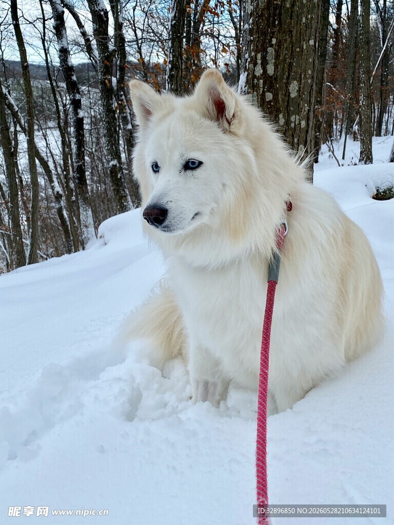 雪地中的白色宠物犬