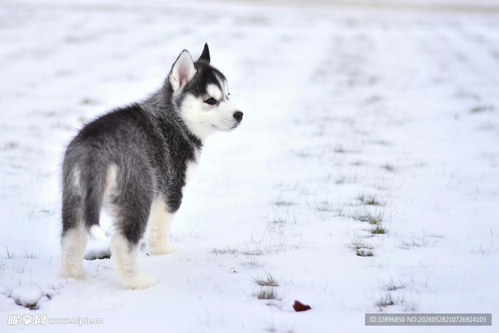 雪地中的可爱哈士奇幼犬