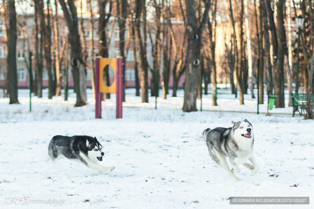 雪地中奔跑的两只狗狗