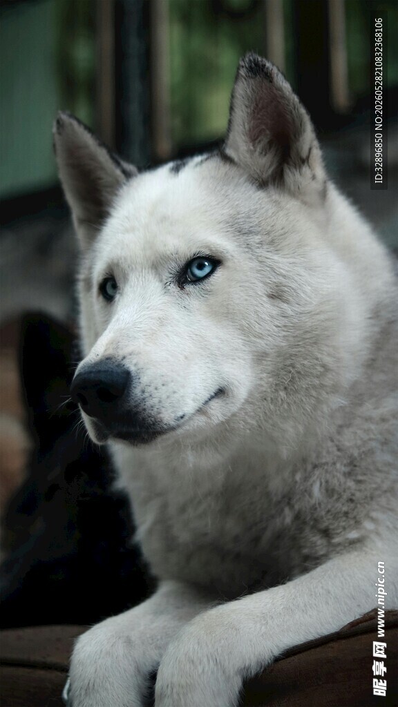 蓝眼帅气雪橇犬