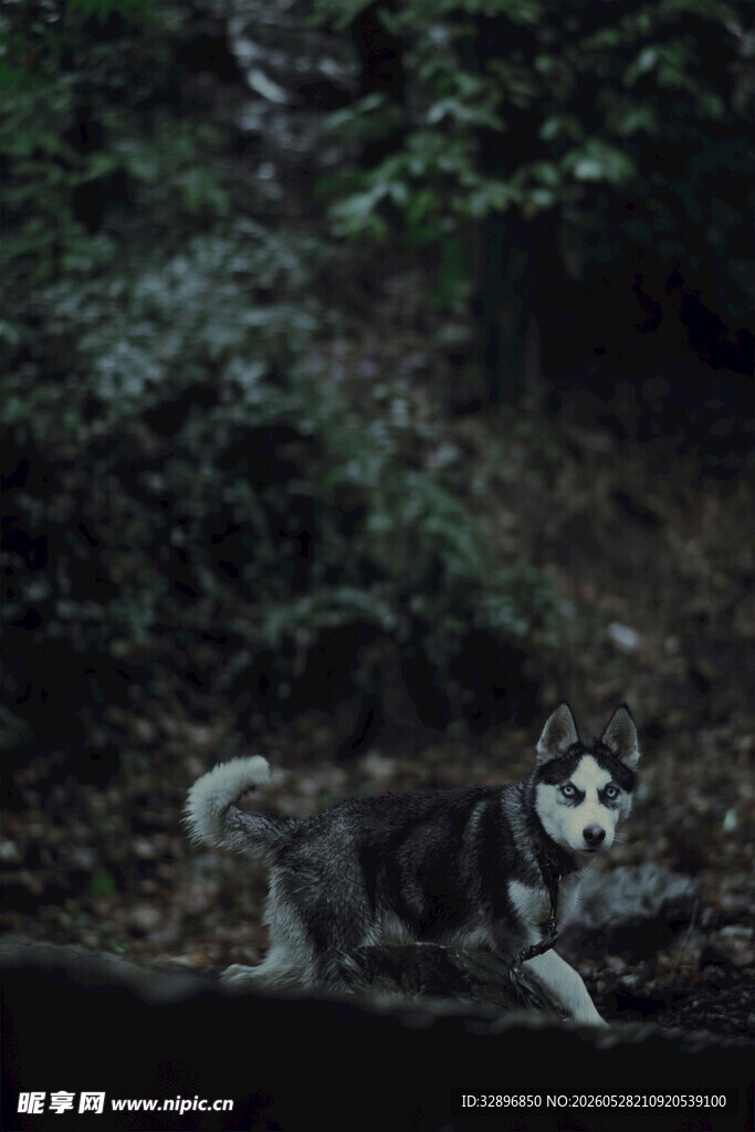 森林中的哈士奇