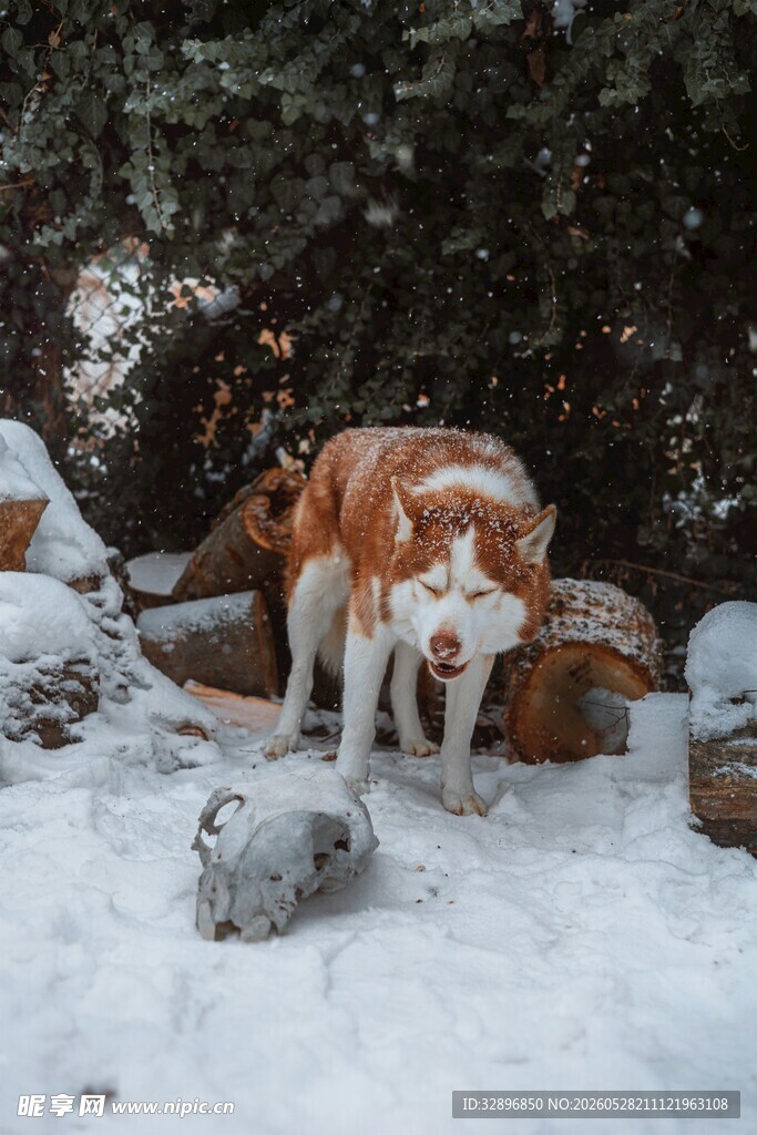 雪地中的棕色狗狗