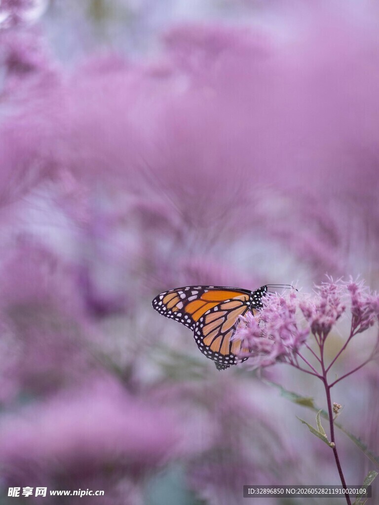 蝶舞繁花间