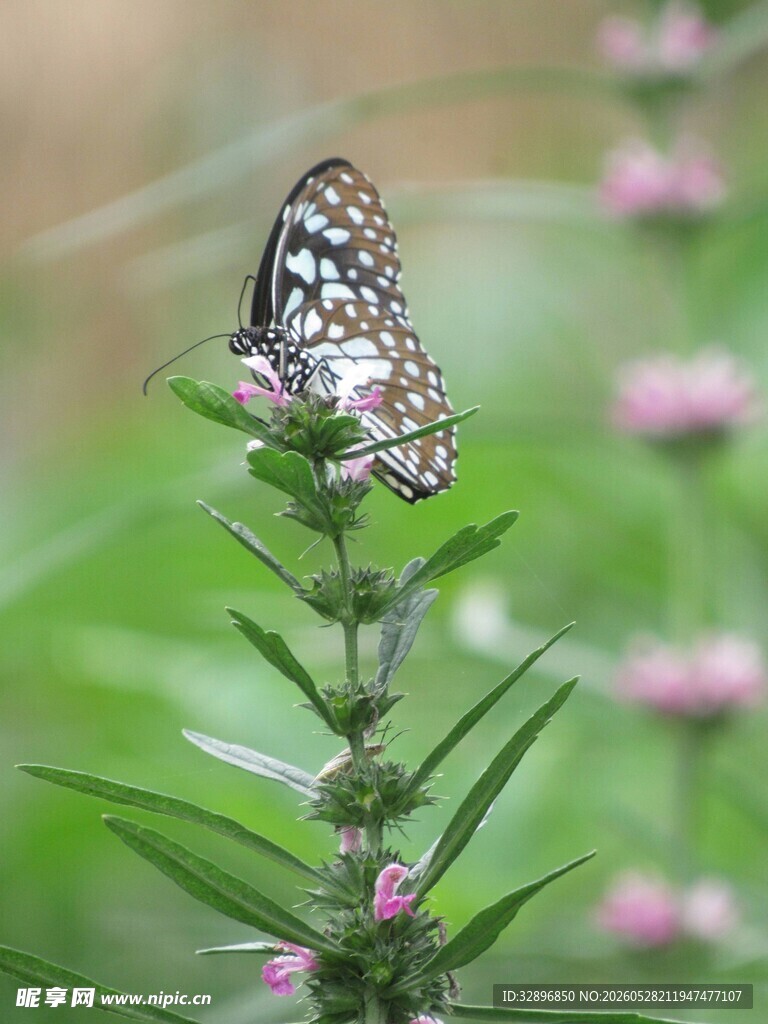 蝴蝶停驻于粉色花朵上