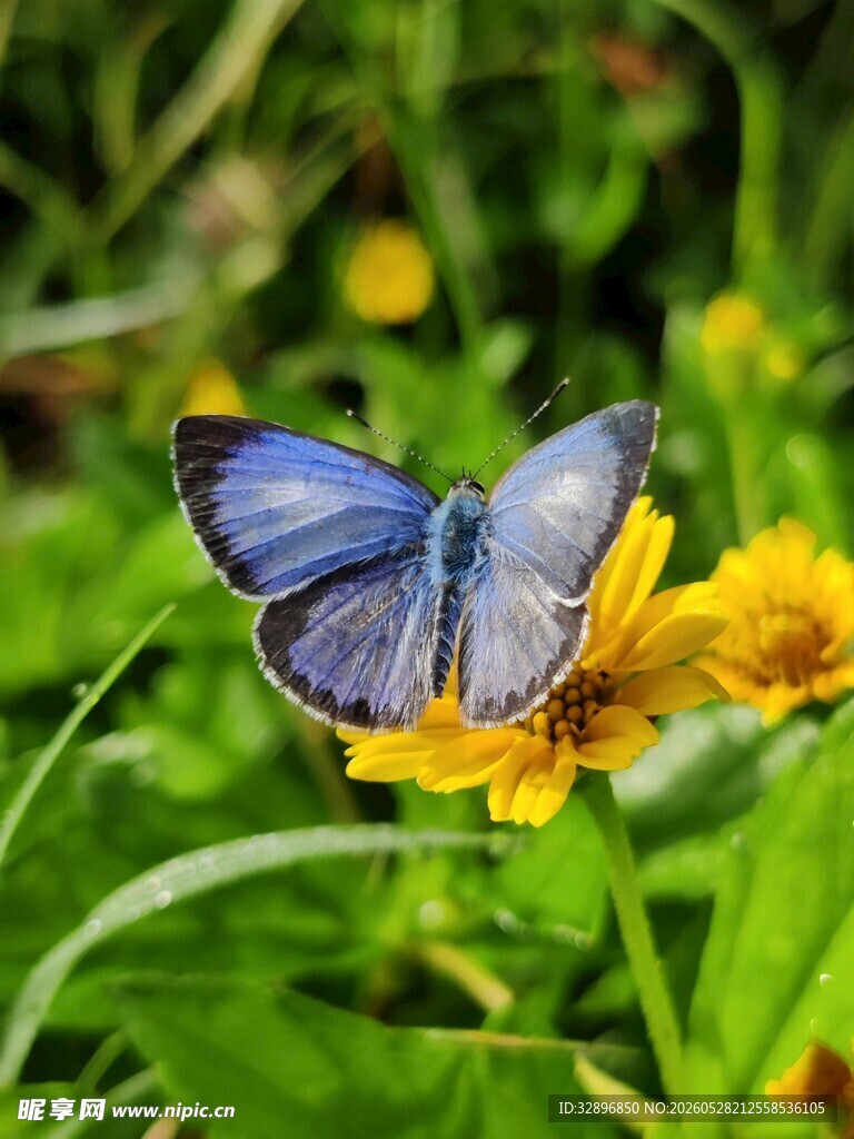 蓝蝶停驻于明艳黄花上