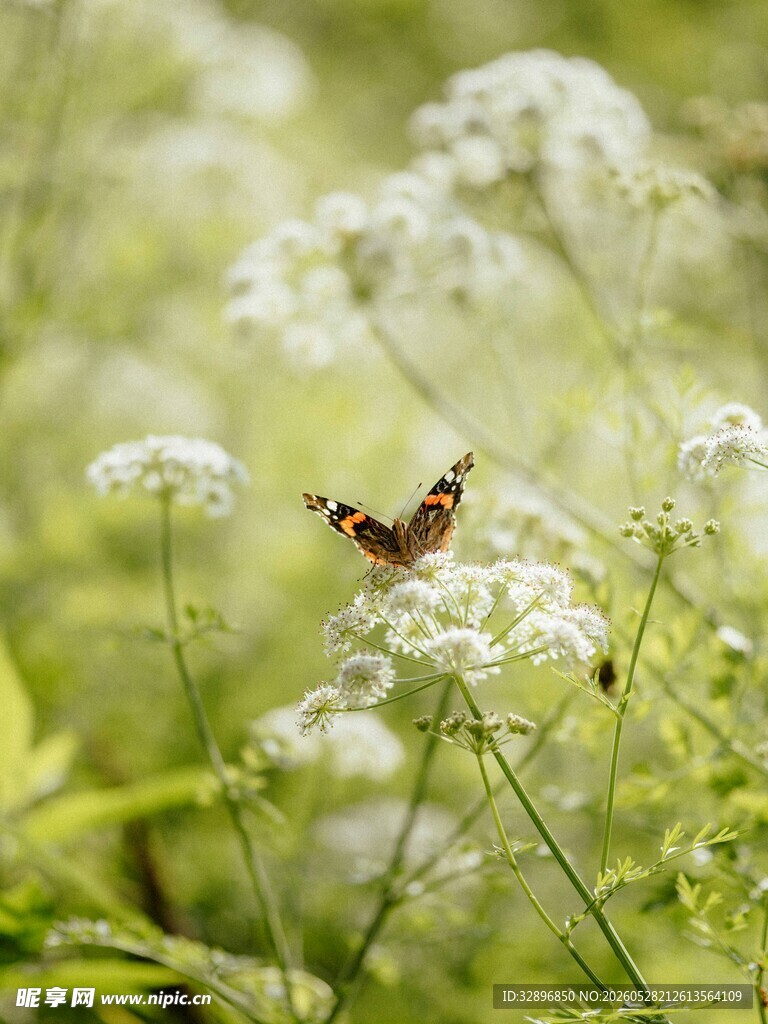 蝴蝶停驻于白色小花间