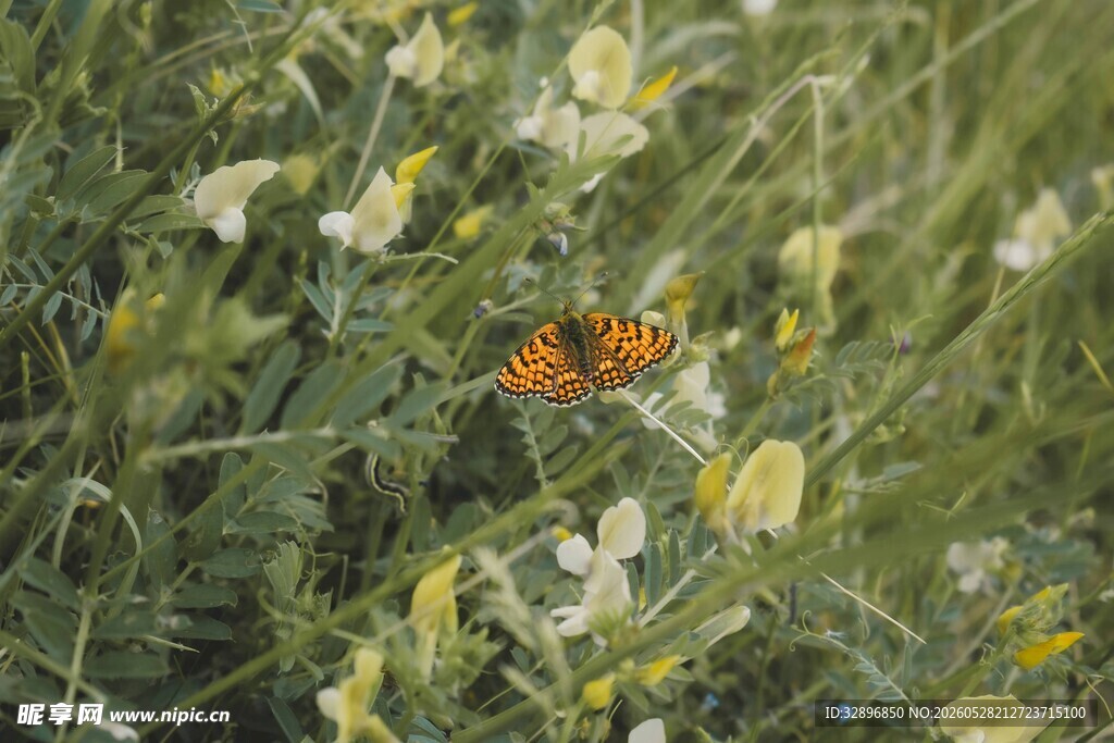 草丛中的橙色蝴蝶