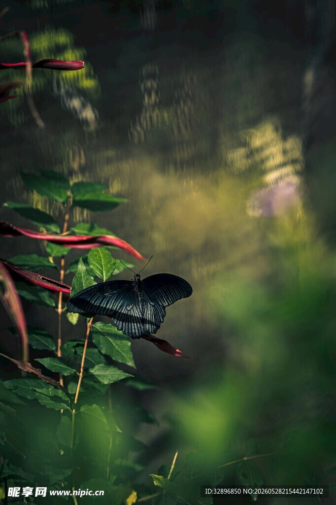 丛林中隐匿的神秘昆虫