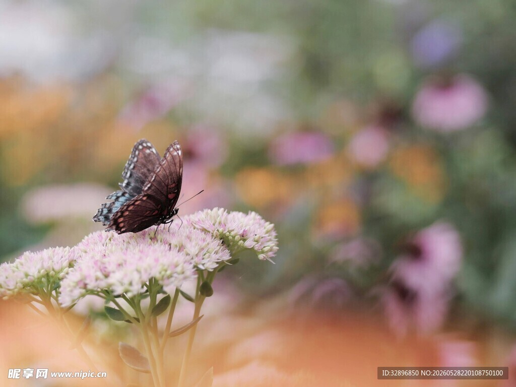 彩蝶停驻繁花间