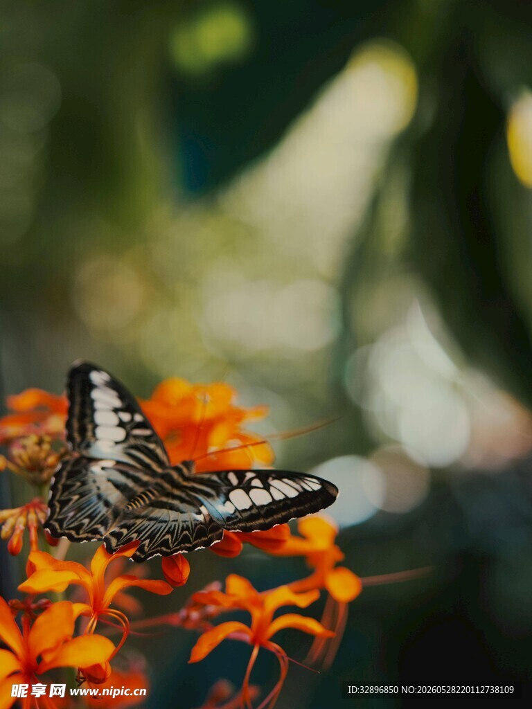 蝴蝶停驻鲜艳花朵上