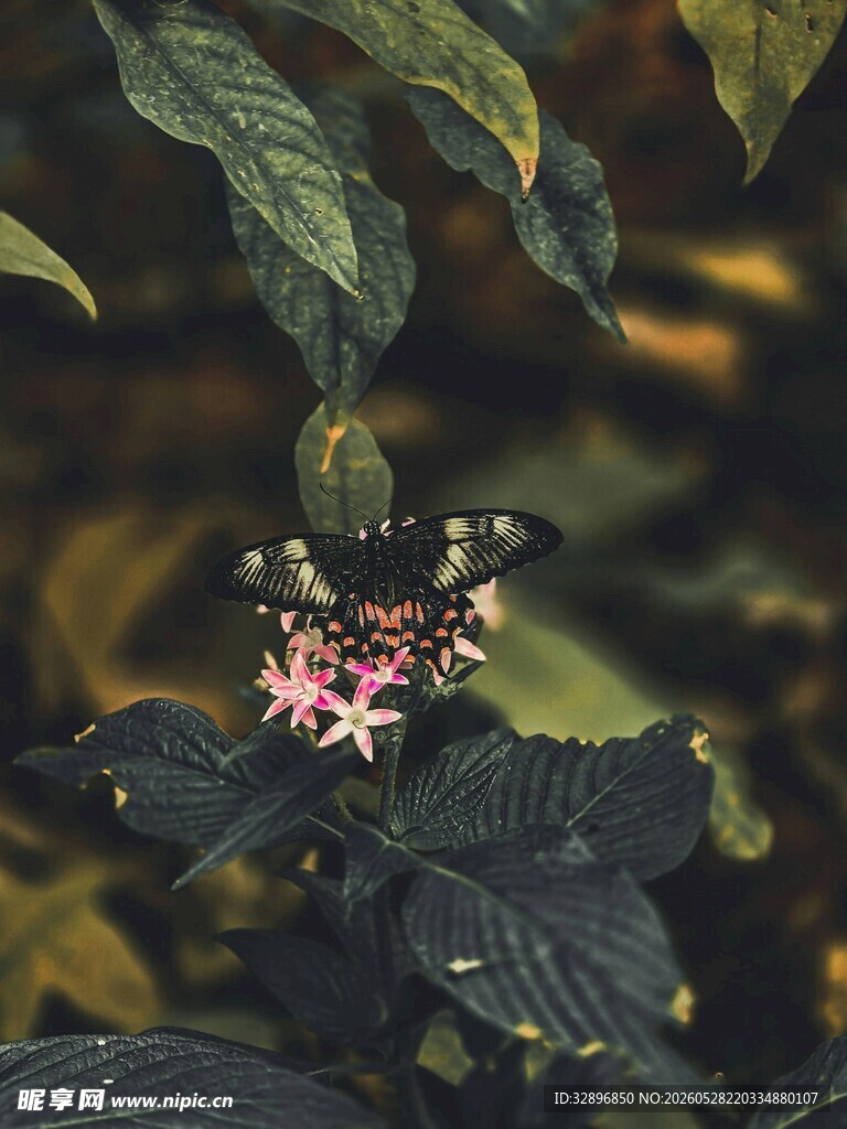 绿叶间的粉色小花