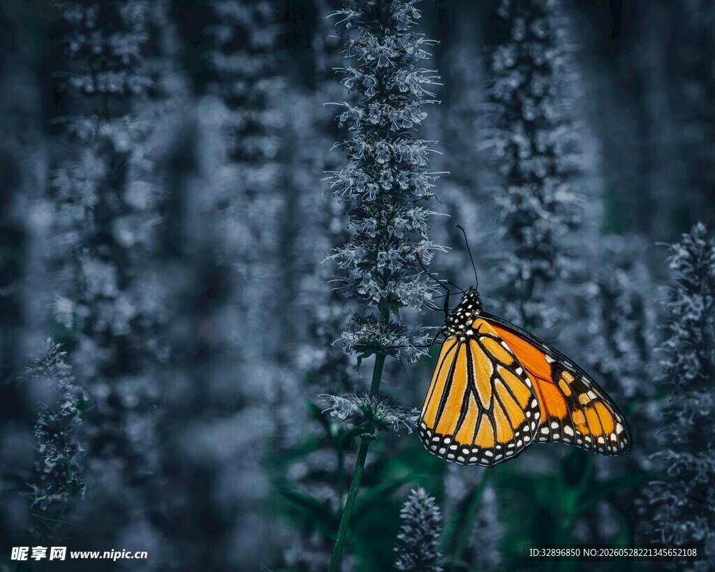 花丛中的美丽帝王蝶