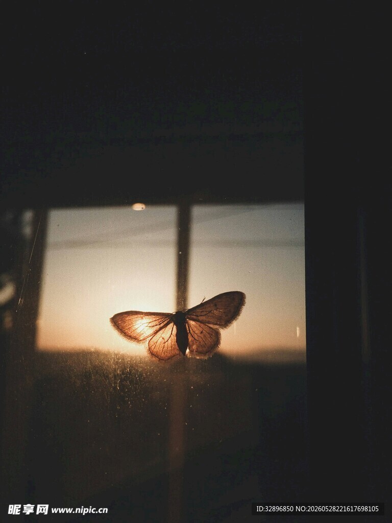 窗边蝴蝶